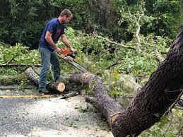Best Hazardous Tree Removal  in Middlebush, NJ