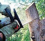 Best Tree Disease Treatment  in Middlebush, NJ