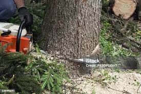 Middlebush, NJ Tree Removal Company