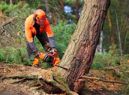Best Lawn Renovation and Restoration  in Middlebush, NJ