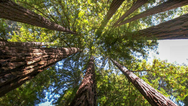 Best Tree Maintenance Programs  in Middlebush, NJ