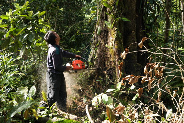 Best Tree Risk Assessment  in Middlebush, NJ