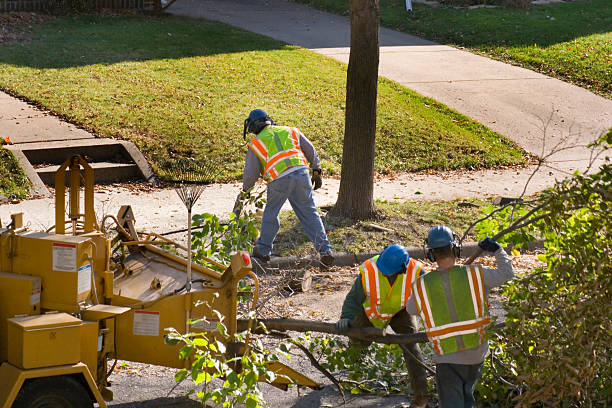 How Our Tree Care Process Works  in  Middlebush, NJ