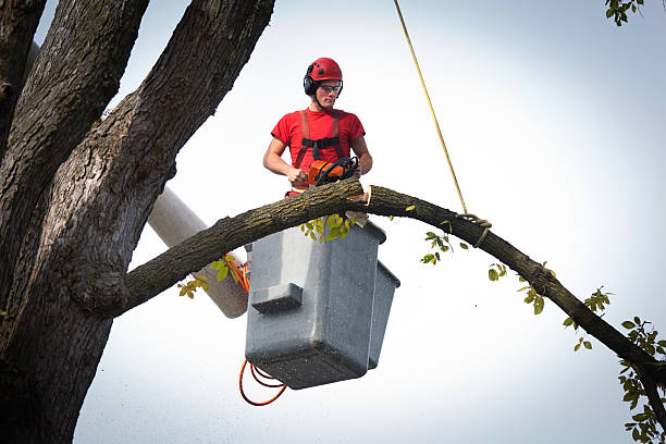 Best Emergency Tree Removal  in Middlebush, NJ