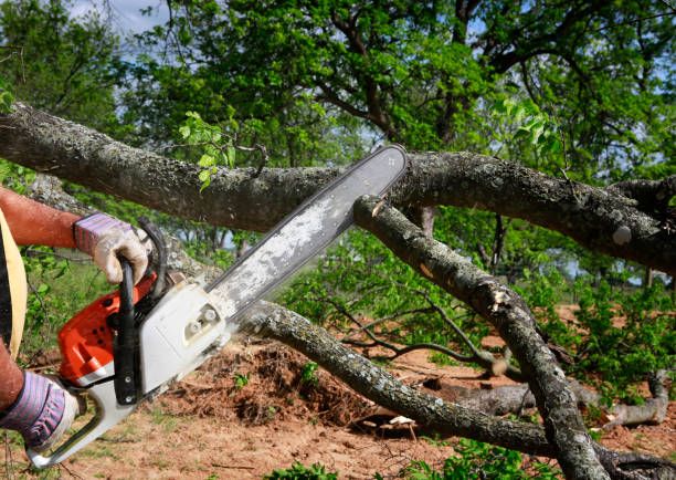 Best Lot and Land Clearing  in Middlebush, NJ
